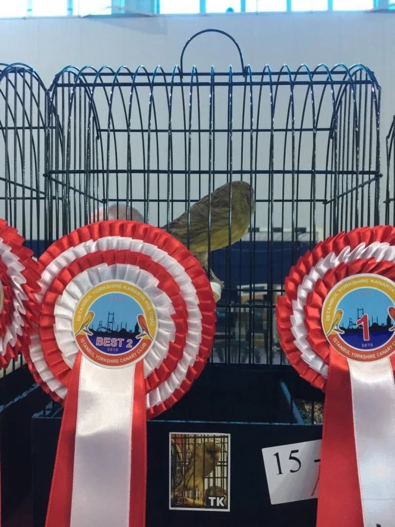IYCC 2019 best: a green Yorkshire canary in its show cage, with a Best 2 rosette and a 15- series cage card.