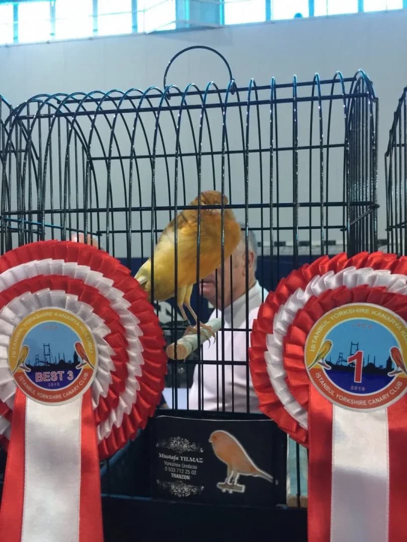 IYCC 2019 best: a pale yellow Yorkshire canary on its perch, with Best 3 and number 1 rosettes on the cage.