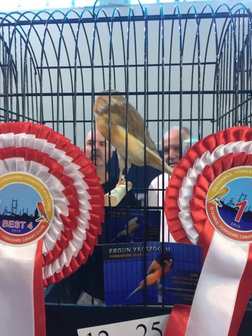 IYCC 2019 best: a brown and yellow-toned Yorkshire canary in cage 12-25, with the Best 4 rosette in front.