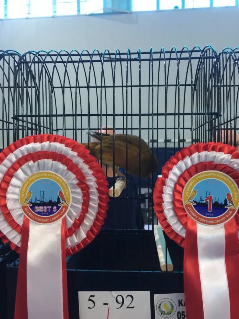 IYCC 2019 best: a brown Yorkshire canary in show cage 5-92, with Best 5 and number 1 rosettes in front.