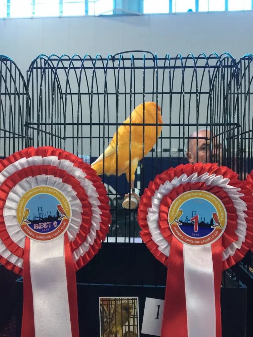 IYCC 2019 best: a bright yellow Yorkshire canary standing tall in its cage behind Best 6 and number 1 rosettes.