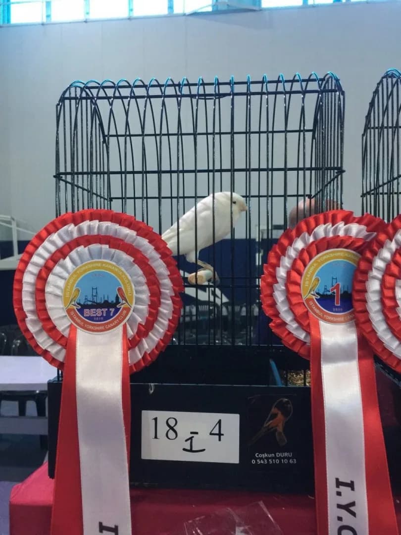 IYCC 2019 best: a white Yorkshire canary in cage 18-4, with Best 7 and number 1 rosettes in front of it.