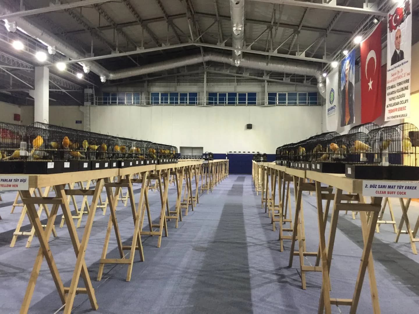 IYCC 2019 show: a long blue-carpeted aisle flanked by rows of show cages holding yellow Yorkshire canaries.