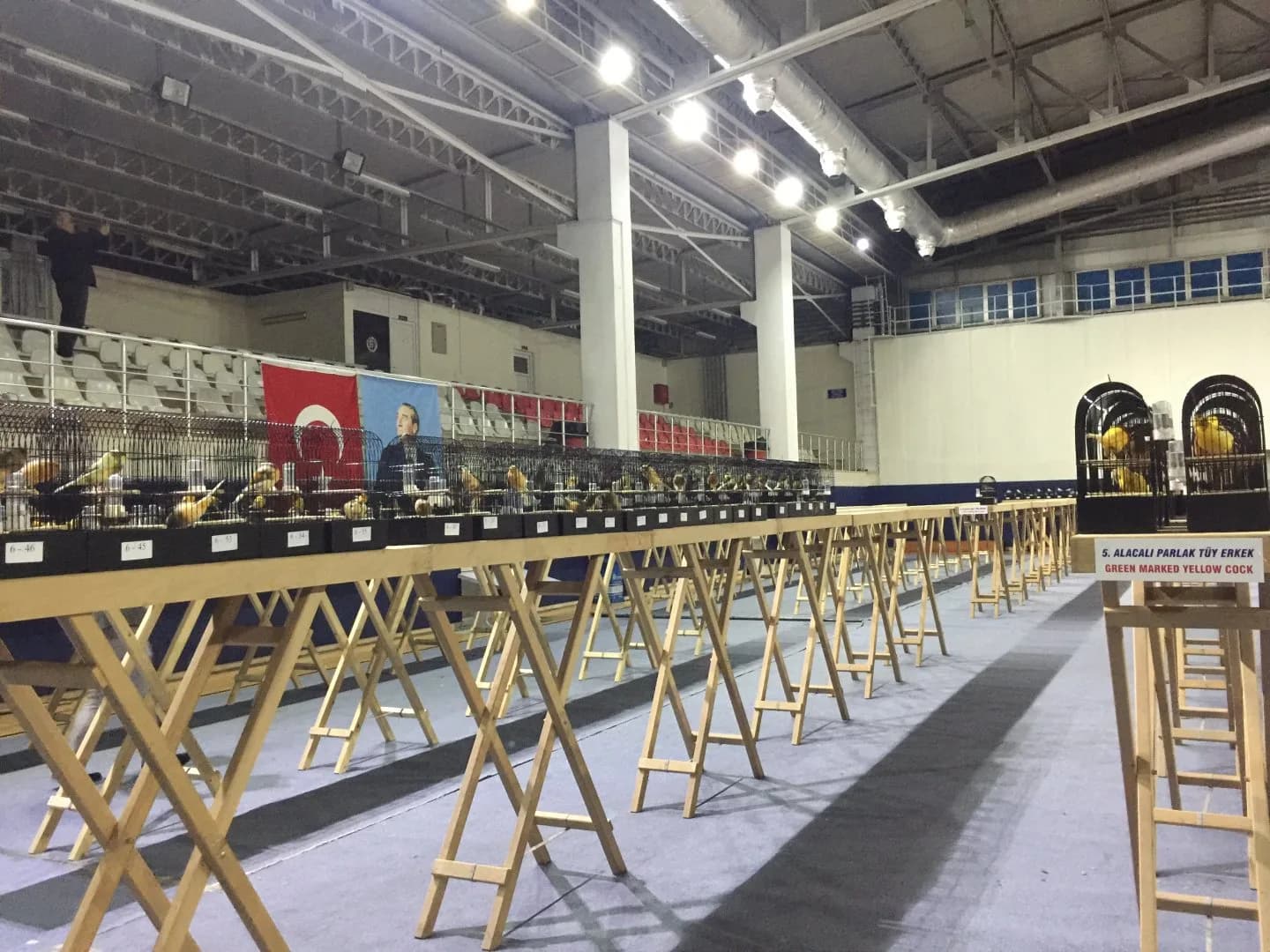 IYCC 2019 show: a long row of Yorkshire canary show cages on wooden benches, photographed from a low angle.