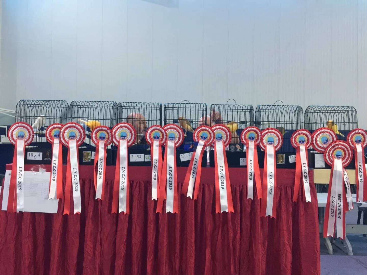 IYCC 2019 show: red and white rosettes reading "I.Y.C.C 2019" hung in front of cages on a red-draped table.