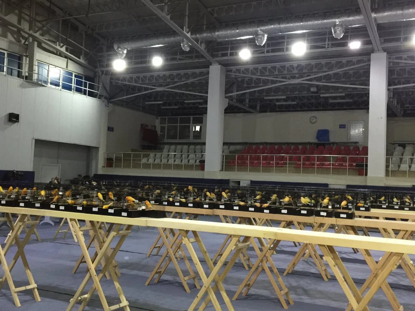 IYCC 2019 show: rows of cages with yellow Yorkshire canaries stretching in front of red and white seated stands.