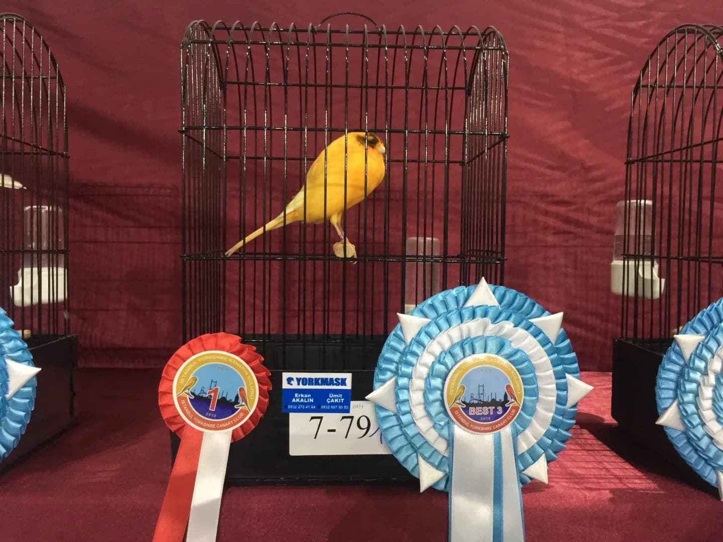 A bright yellow Yorkshire canary with a dark cap in show cage 7-79, flanked by 1 and Best 3 rosettes.
