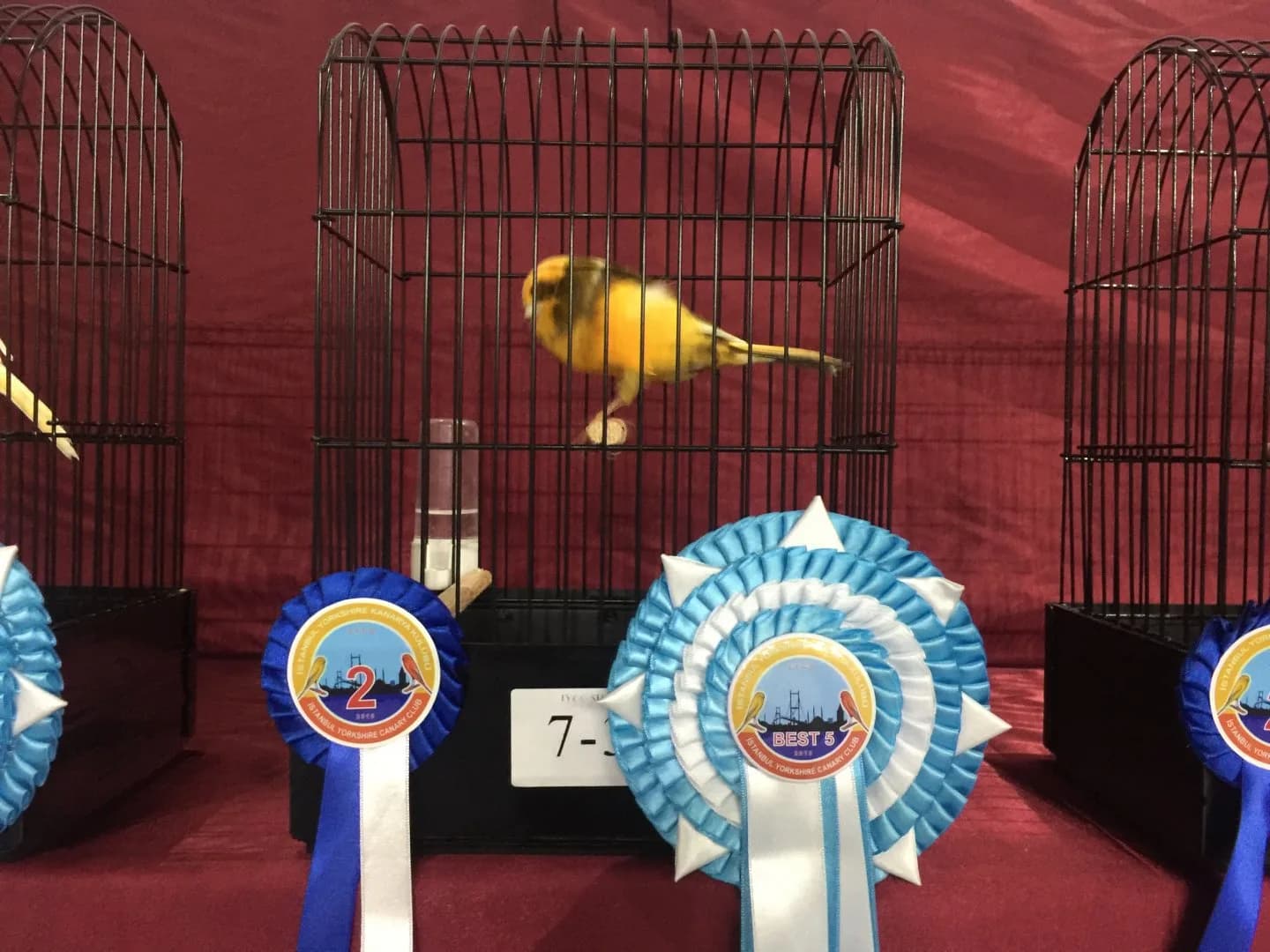 A yellow variegated canary with dark head and wing marks in a show cage, behind navy 2 and Best 5 rosettes.