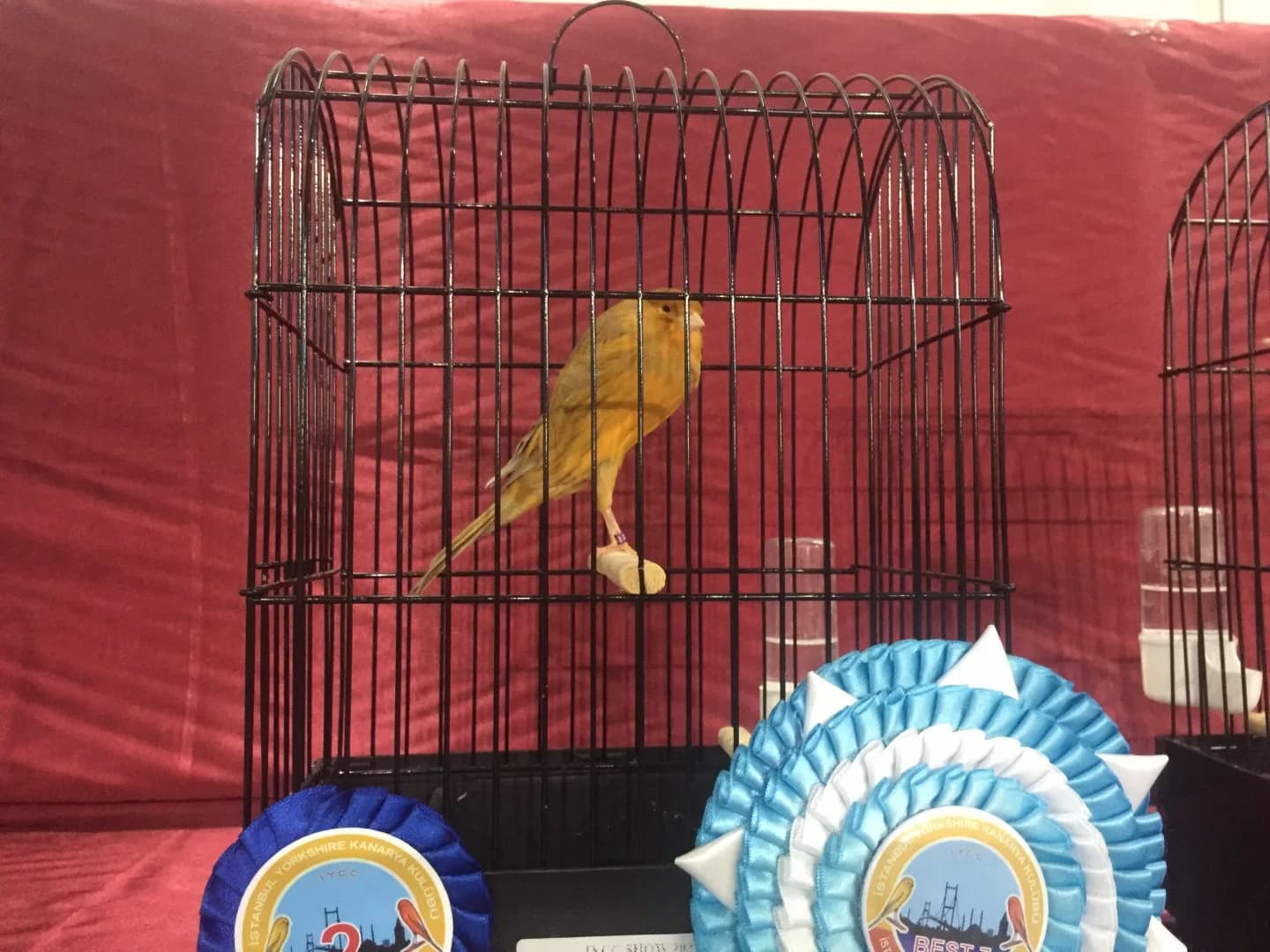 A deep yellow Yorkshire canary in a show cage at the IYCC 2021 show, behind a navy 2 and a partly hidden best rosette.