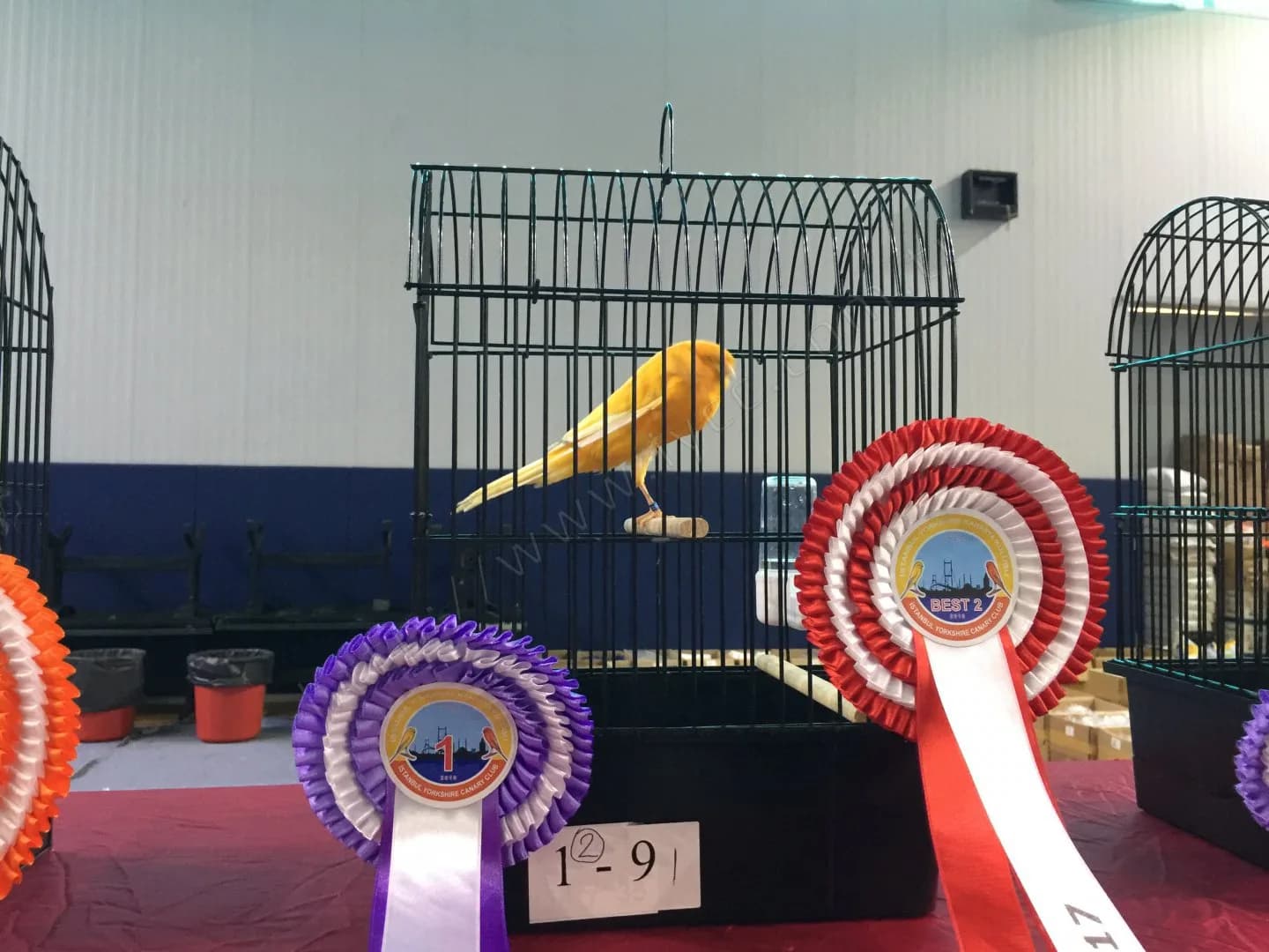IYCC 2017 yarışmasında show kafesindeki sarı Yorkshire kanarya, önünde mor 1 ve kırmızı Best 2 rozetleri