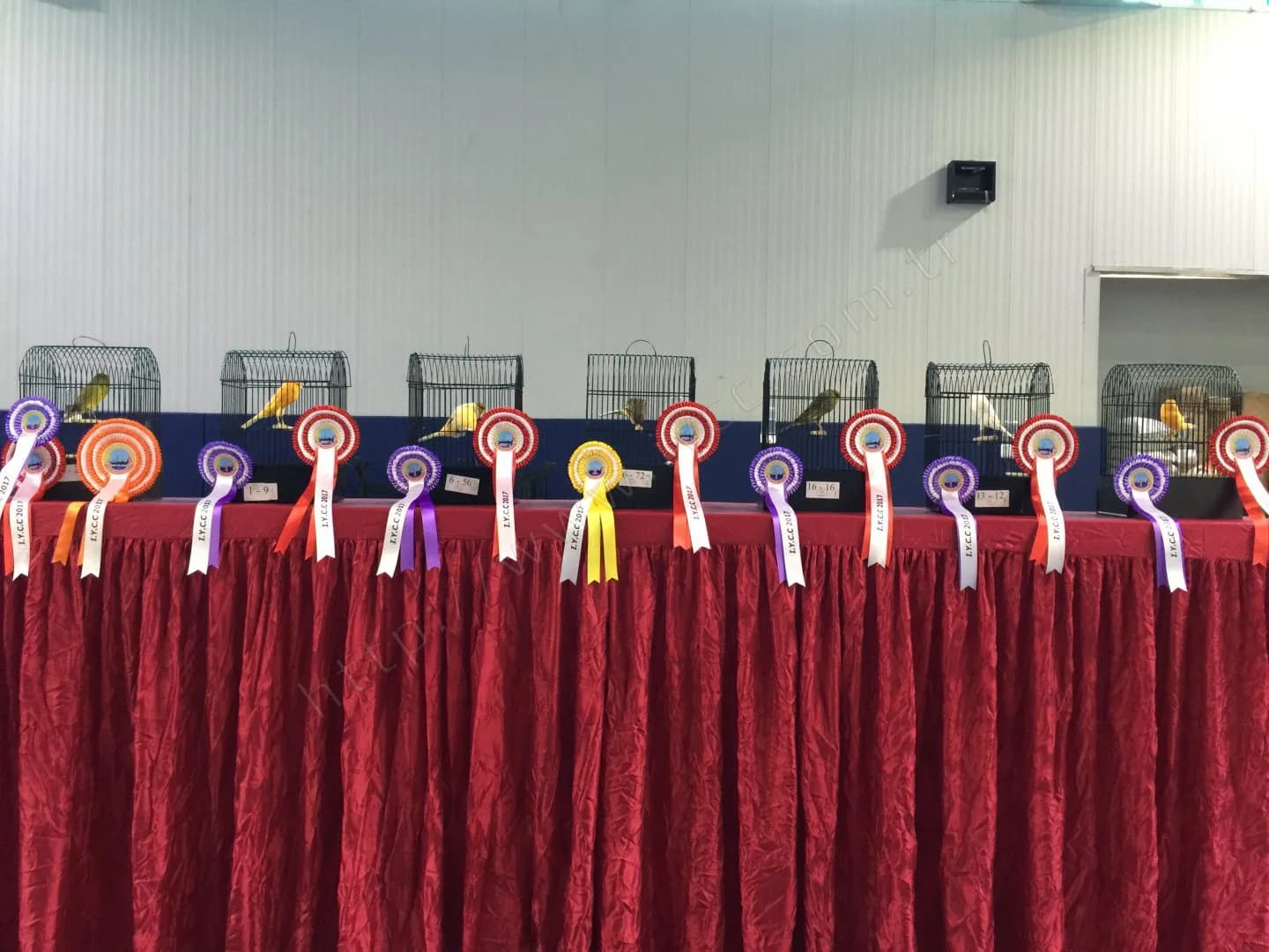 IYCC 2017 yarışmasında kırmızı örtülü masaya dizilmiş yedi best kafesi ve önlerine asılı I.Y.C.C 2017 rozetleri