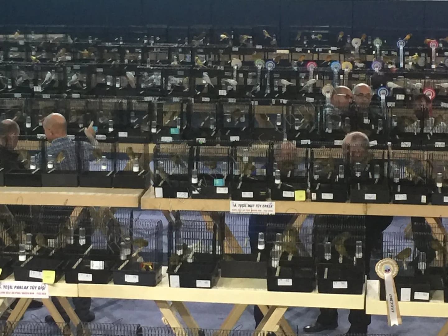 IYCC 2017 yarışmasında "Yeşil mat tüy erkek" kategori kartlı raflar, arka sıralarda beyaz kanaryalar ve rozetler