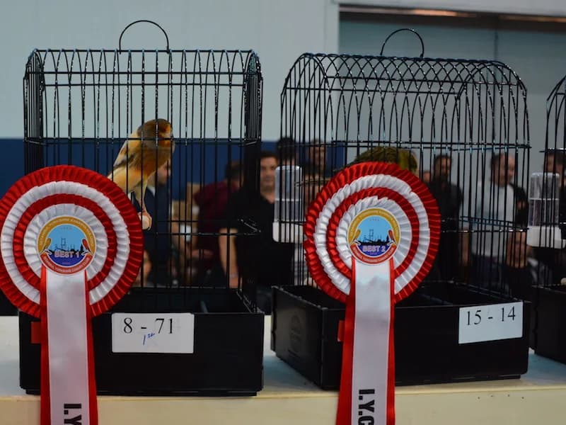 Show cages 8-71 and 15-14 side by side at the IYCC 2018 show, carrying the Best 1 and Best 2 rosettes