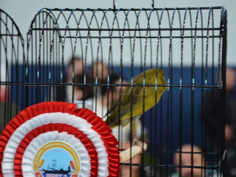 A green Yorkshire canary on the perch of a show cage behind the Best 3 rosette at the IYCC 2018 show