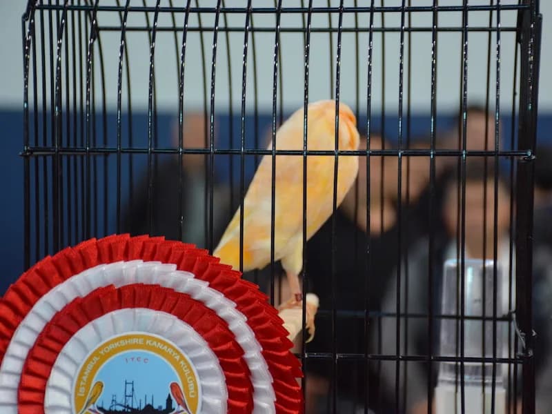 A pale orange Yorkshire canary standing upright in a show cage behind the club rosette at the IYCC 2018 show