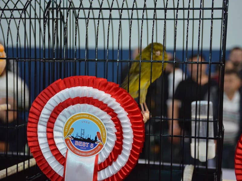 A green Yorkshire canary on the perch of a show cage carrying the Best 5 rosette at the IYCC 2018 show