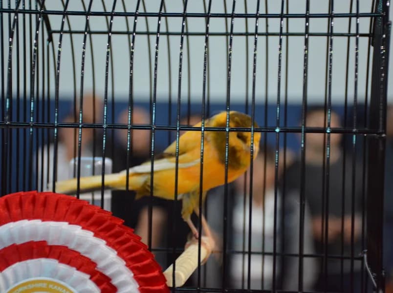 A yellow variegated Yorkshire canary with dark marks on its head and wing in a rosetted show cage at the IYCC 2018 show