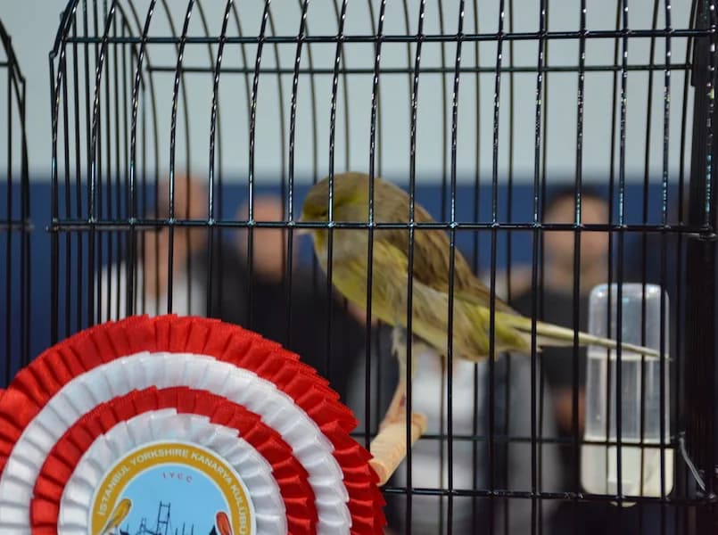 A green Yorkshire canary facing the water drinker in a show cage behind the club rosette at the IYCC 2018 show