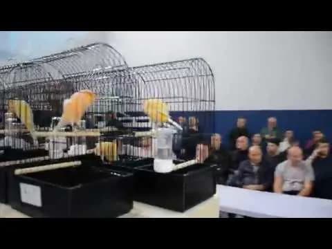 Video kapağı: masadaki show kafeslerinde sarı ve turuncu kanaryalar; sağda oturan izleyici grubu.