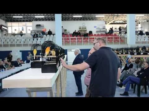 Video kapağı: siyah tişörtlü bir kişi masadaki kafesleri düzenliyor; arkada tribün ve oturan izleyiciler.