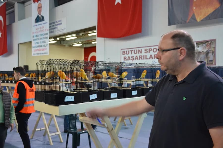 IYCC 2018 yarışma salonunda bir kişi 3-45, 3-42 ve 3-19 numaralı kafeslerdeki sarı ve turuncu kanarya sırasını gösteriyor