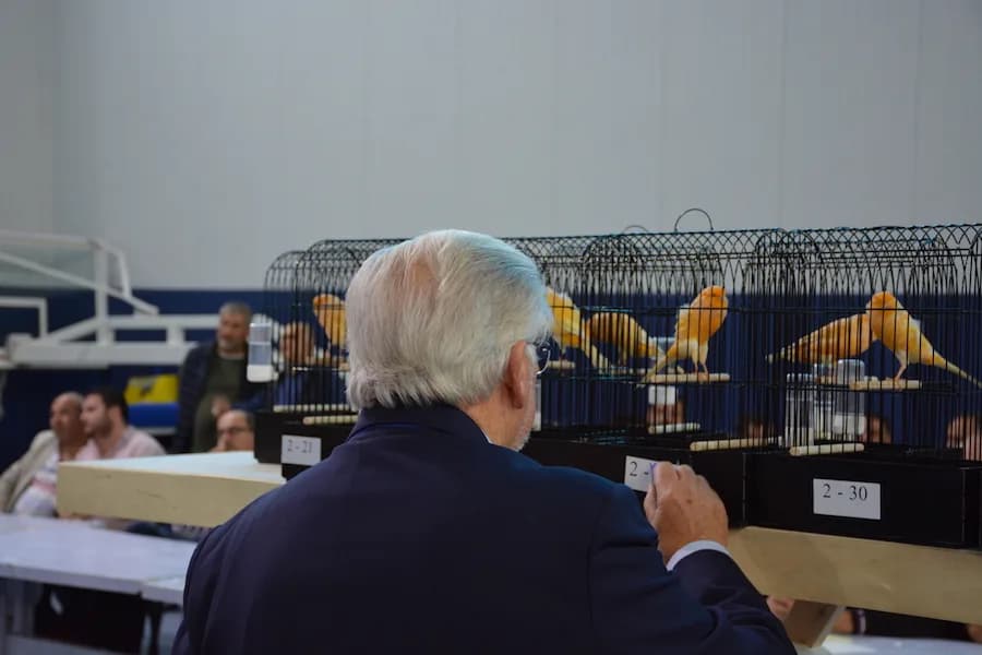 IYCC 2018 yarışmasında arkası dönük beyaz saçlı bir kişi turuncu kanaryaların olduğu 2-30 numaralı kafes sırasına not alıyor