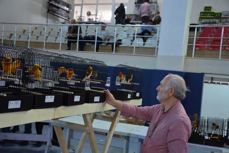IYCC 2018 yarışmasında pembe gömlekli, gri saçlı bir kişi 5-70 numaralı kafese dokunuyor; sırada turuncu ve sarı kanaryalar