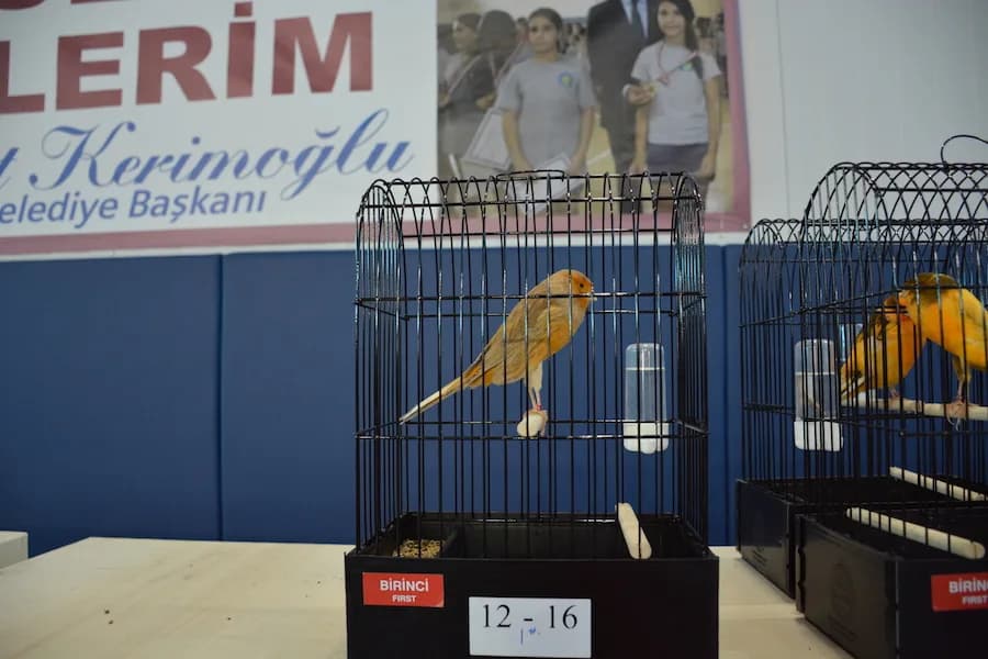 IYCC 2018 yarışmasında Birinci etiketli 12-16 numaralı kafeste sağa bakan turuncu-kahverengi Yorkshire kanarya