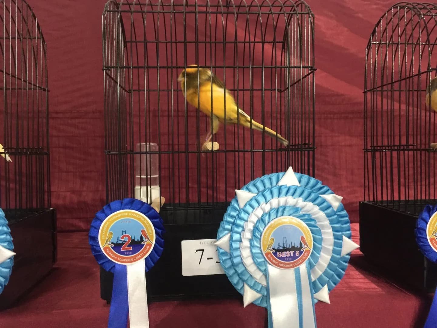 A yellow variegated canary against red at the IYCC 2021 show, with navy 2 and Best 5 rosettes at the cage.