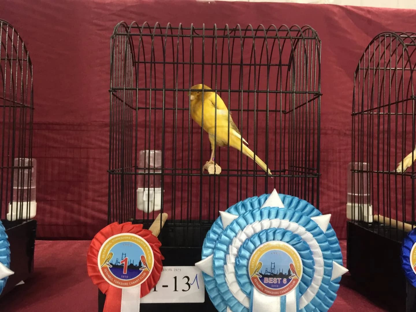 A yellow Yorkshire canary on its perch in a show cage, with a red 1 rosette and a blue Best 6 rosette.