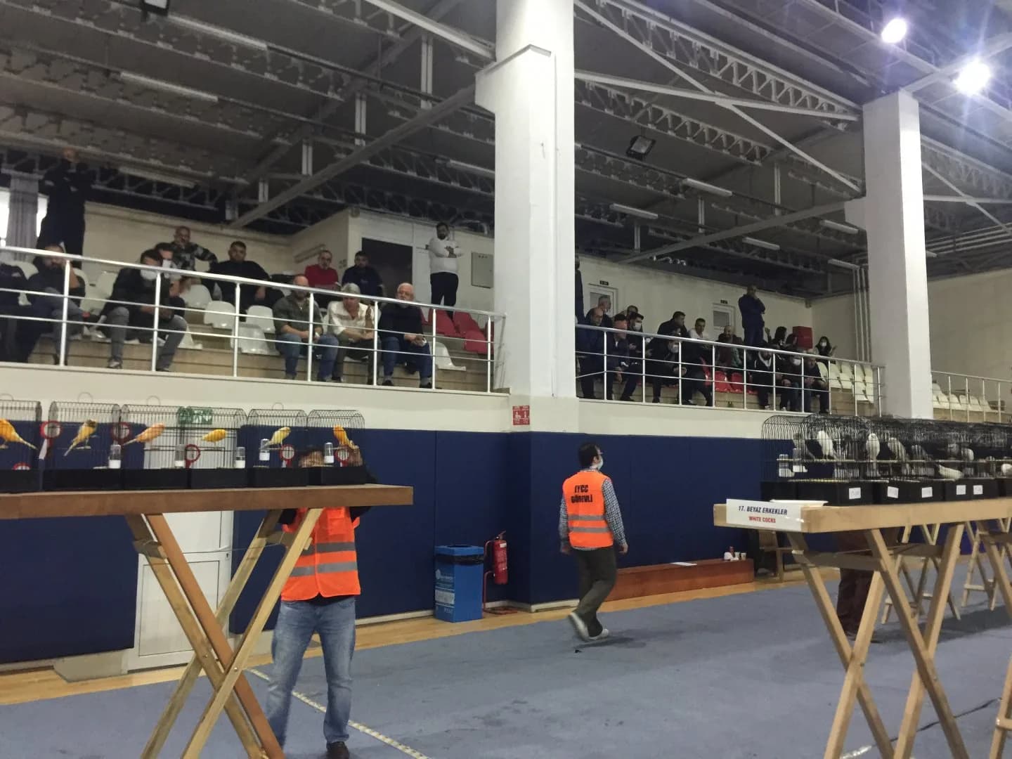 A steward in an IYCC vest walks past the stands; white canaries sit on the right in the row marked White cocks.