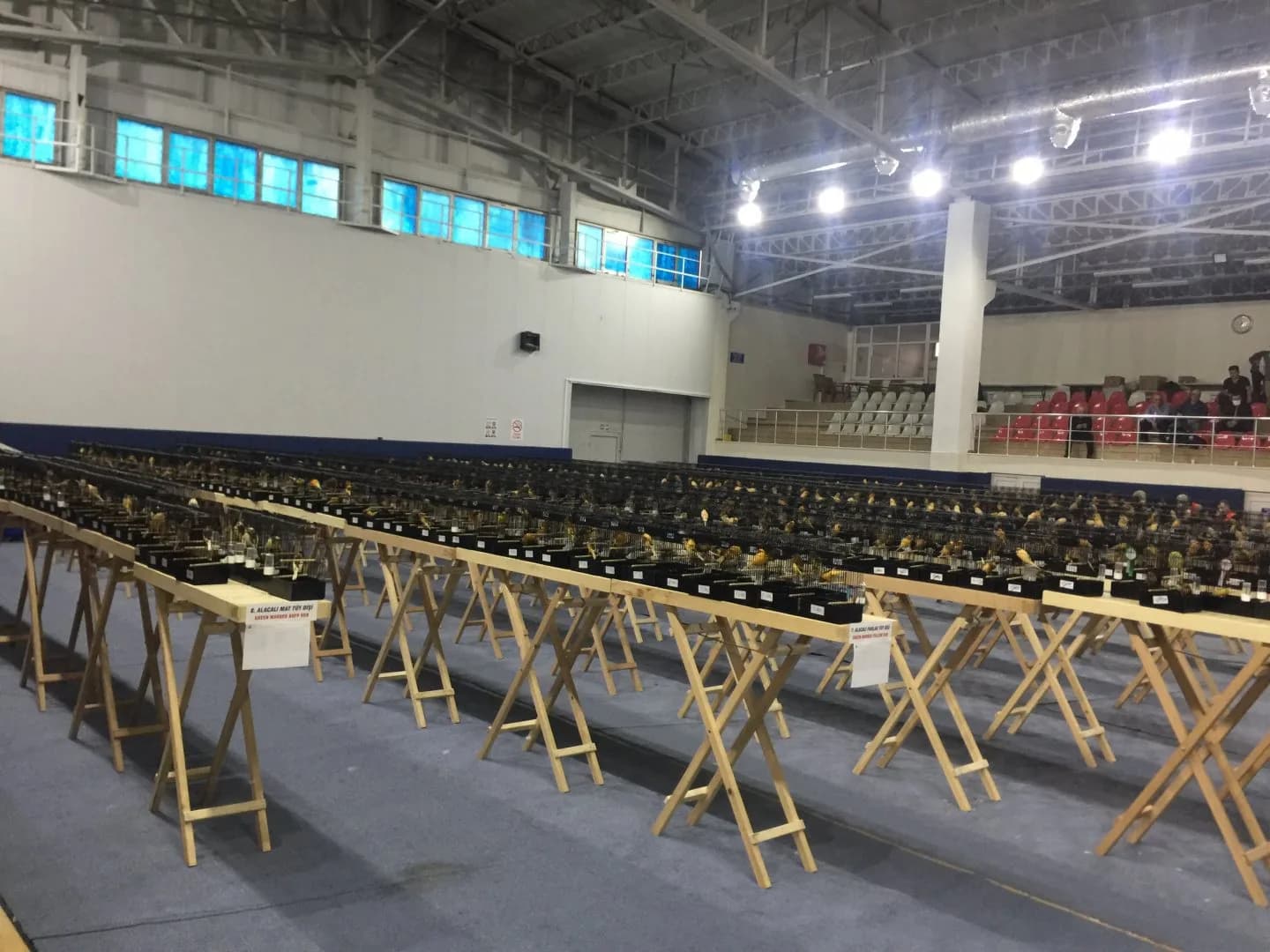 A wide view of cage rows filling the sports hall, benches marked with category cards such as variegated buff hens.