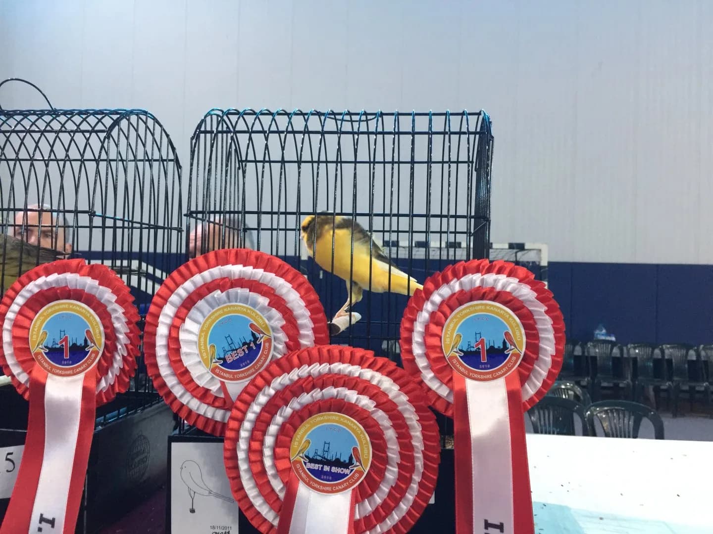 A yellow Yorkshire canary in a show cage behind red and white rosettes reading 1, Best 1 and Best in Show.