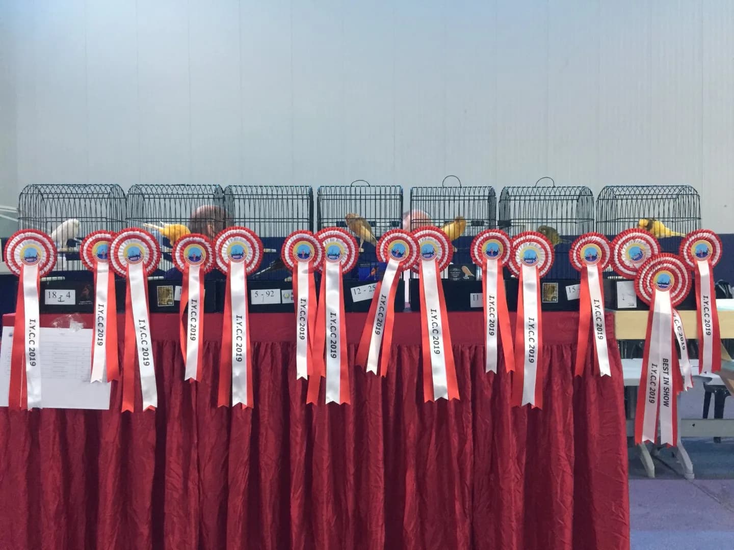 I.Y.C.C 2019 and Best in Show rosettes hung in front of the best cages on a red-draped table at the IYCC 2019 show