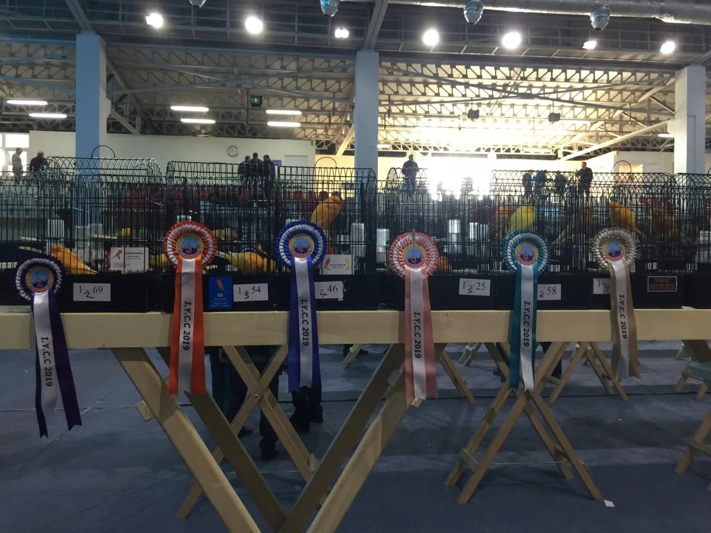 I.Y.C.C 2019 placing rosettes in different colours hung along a row of cages on wooden benches at the IYCC 2019 show