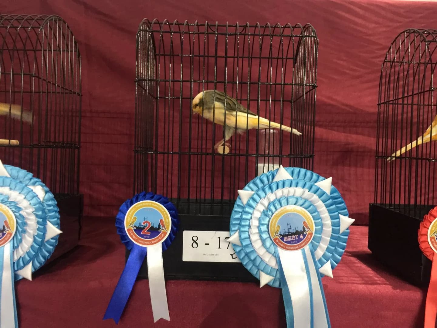 A grey and yellow variegated Yorkshire canary in show cage 8-17, behind a navy 2 and a blue Best 4 rosette.