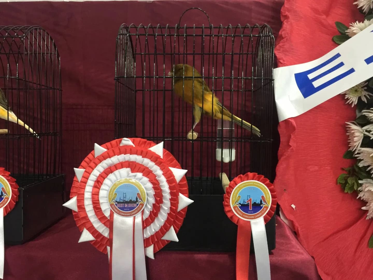 A dark green and yellow variegated canary's cage with Best in Show and 1 rosettes next to a flower wreath.