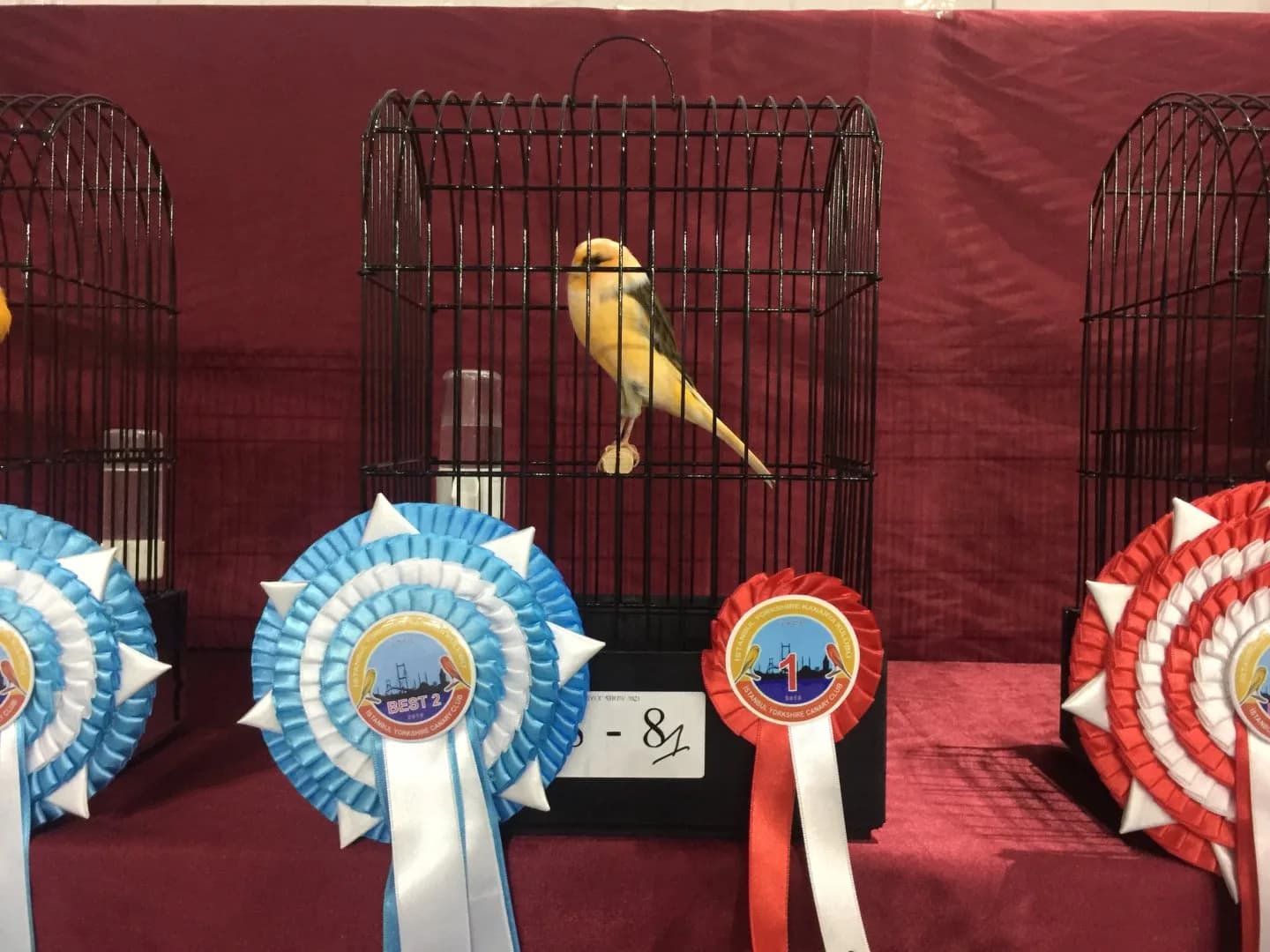 A yellow variegated Yorkshire canary with dark wing marks in a show cage, beside Best 2 and red 1 rosettes.